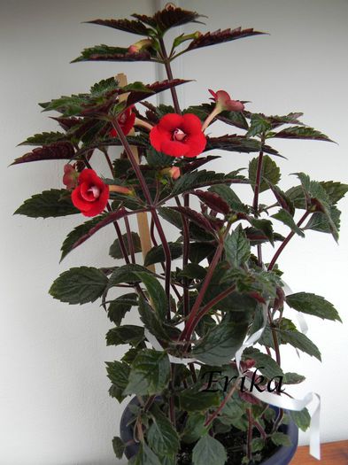 Petite Fadete 23-07-2014'