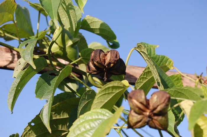 Plukenetia volubilis* - 2-de vanzare 2019-2020-SEMINTE IERBURI FOLOSITOARE SI PLANTE MEDICINALE RARE