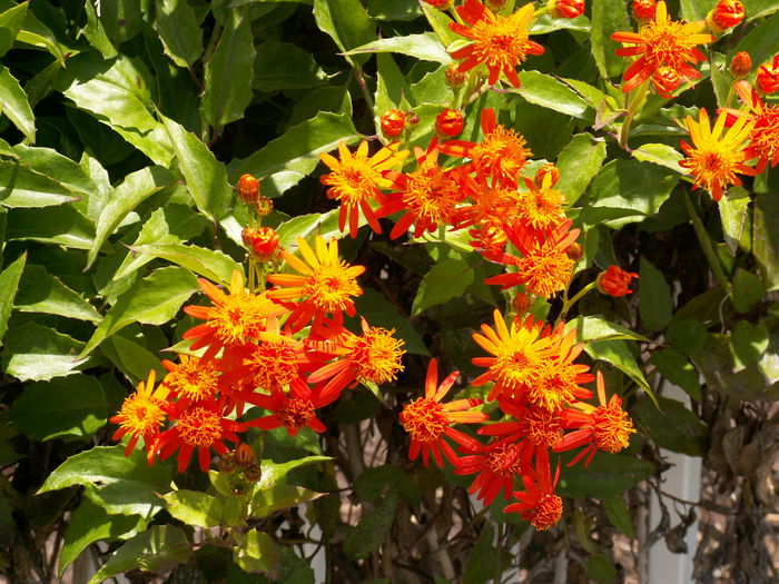 Pseudogynoxys chenopodioides