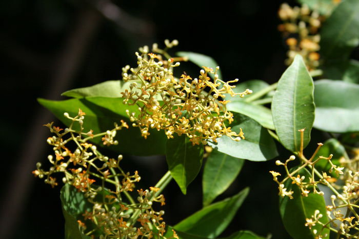 Secamone afzellii - 2-de vanzare 2019-2020-SEMINTE IERBURI FOLOSITOARE SI PLANTE MEDICINALE RARE