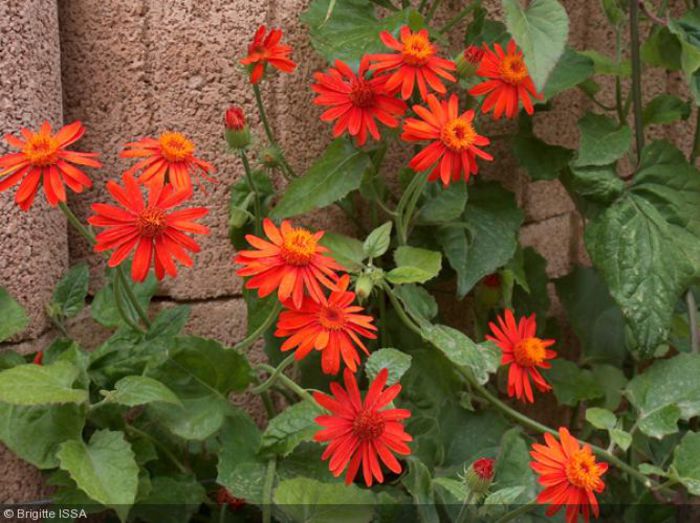 Senecio confusus