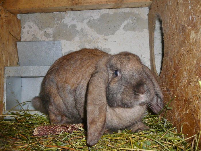 Femela culoarea : Thuringer_C (2014); BOTOSAN-Hlipiceni.
