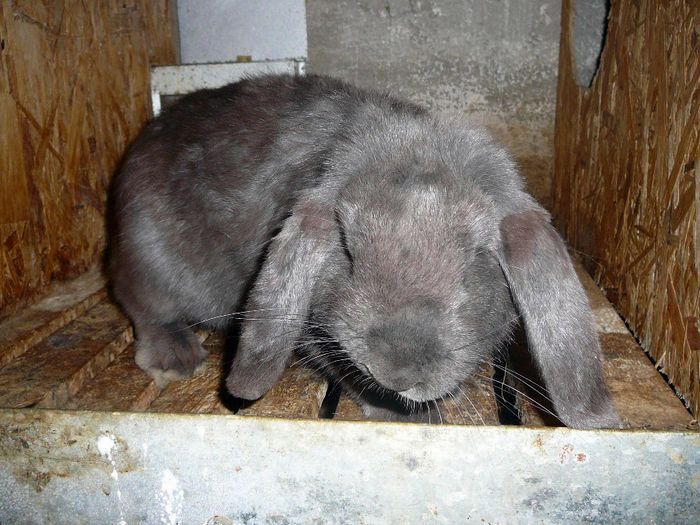 Femela culoarea : Albastru (2014) - arhiva matca-berbeci