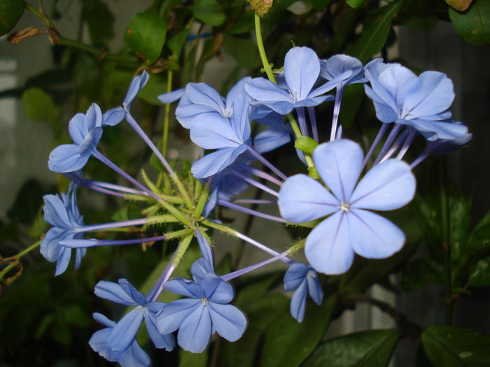 Plumbago `Bleu Foncé`