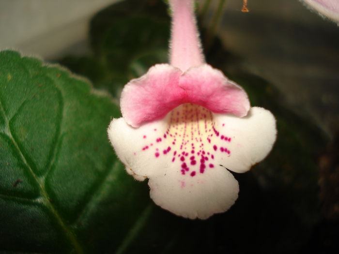 DSC09292 - SINNINGIA DE LA A - Z