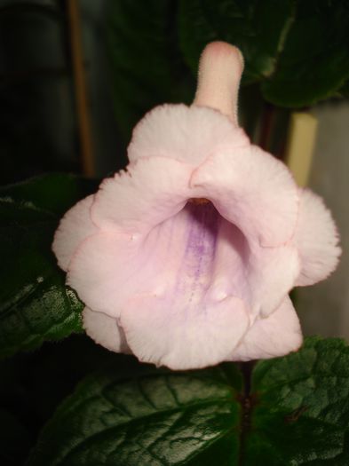 DSC09287 - SINNINGIA DE LA A - Z