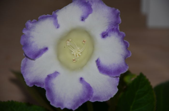 Larissa - Gloxinii 2014