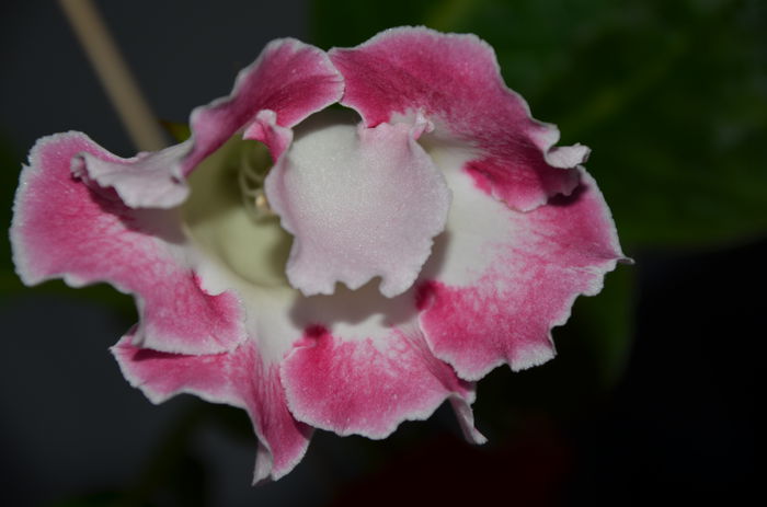 Rosalinda M - Gloxinii 2014