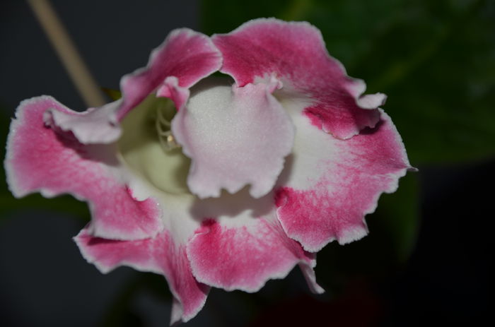 Rosalinda M - Gloxinii 2014