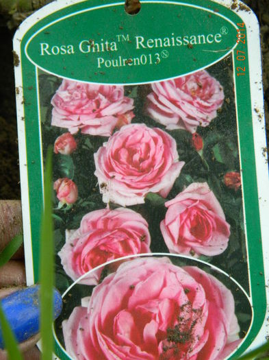 ghita renaissance rose