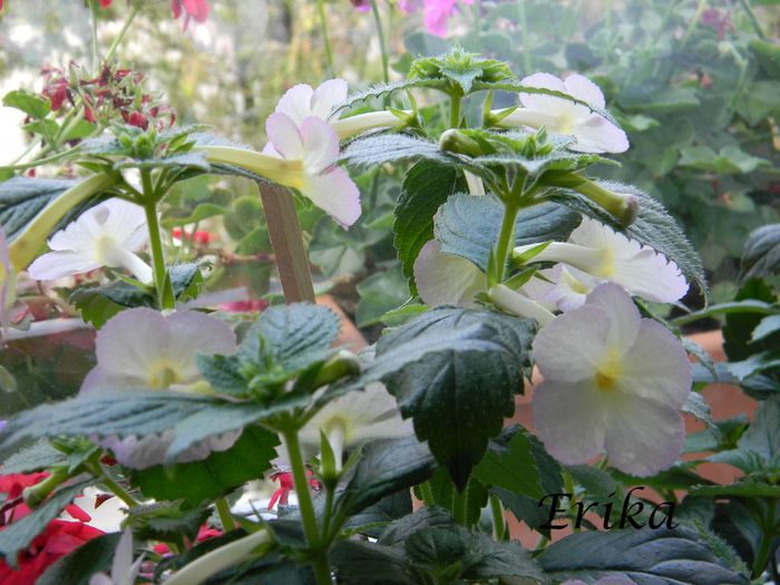 Sauline 31-07-2014 - Sauline