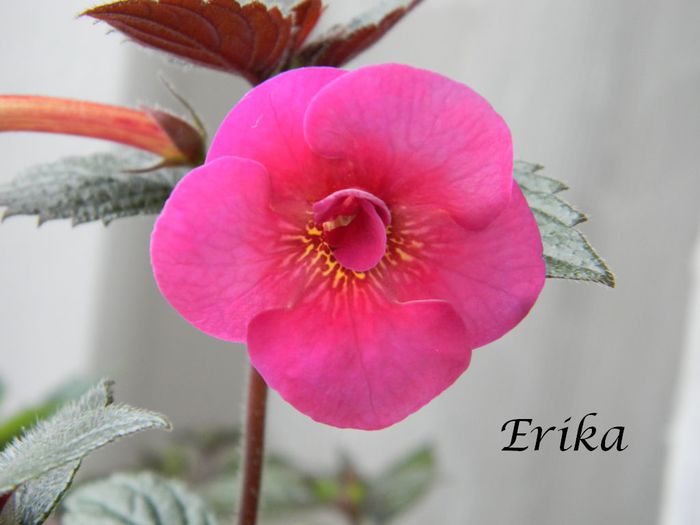 Serge Fantasy 29-07-2014