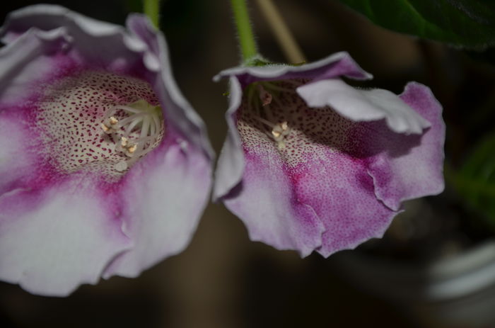 5 Hibrid Slipper alb  crep - Gloxinii 2014