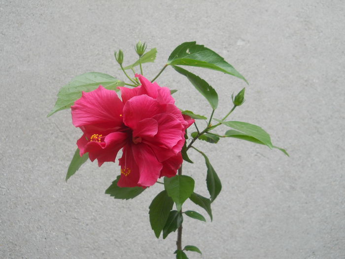DSCN5115 - hibiscus galben