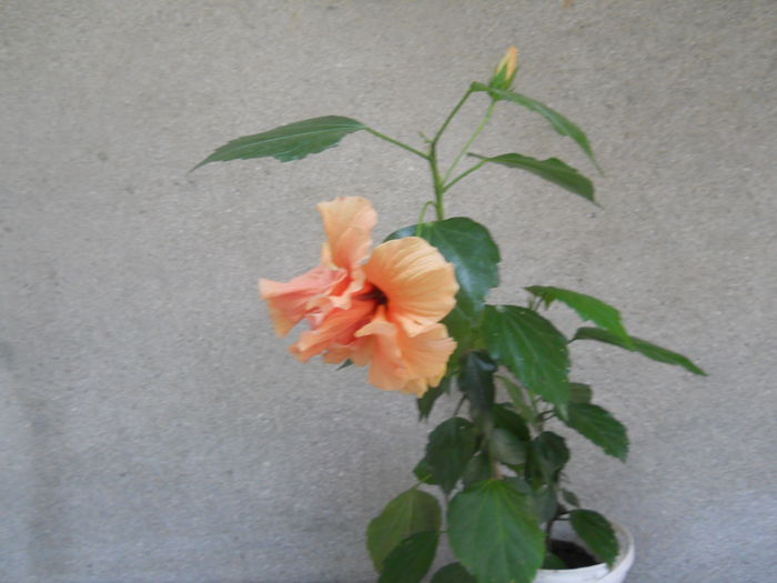 DSCN5135 - hibiscus galben
