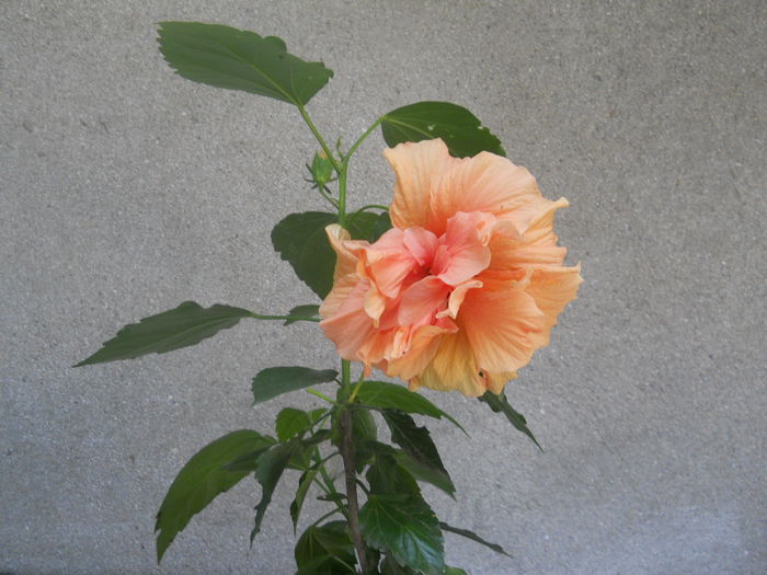 DSCN5137 - hibiscus galben