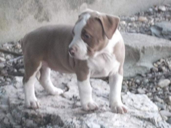 Catelusa american pitbull terrier  bully type - MISHA