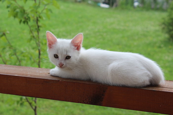 IMG_2563 - zzz Pisicile noastre