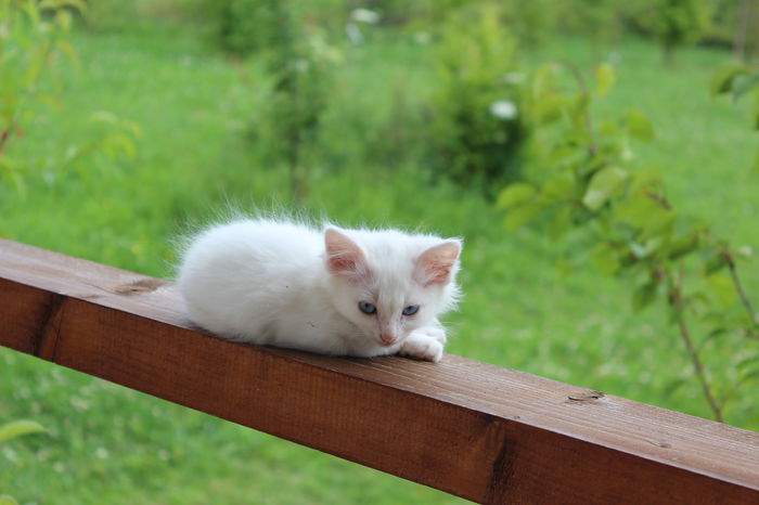 IMG_2565 - zzz Pisicile noastre