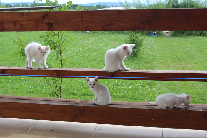 IMG_2566 - zzz Pisicile noastre