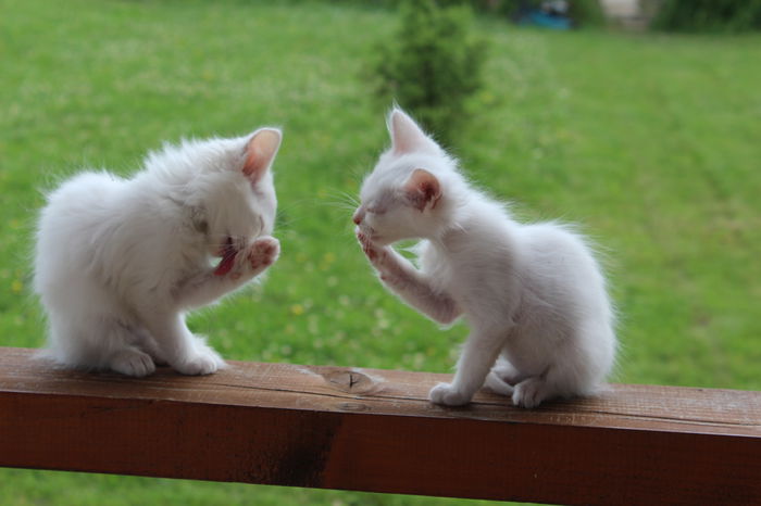 IMG_2573 - zzz Pisicile noastre