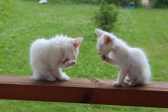 IMG_2574 - zzz Pisicile noastre