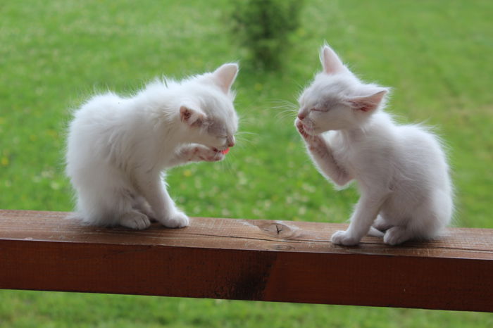 IMG_2576 - zzz Pisicile noastre