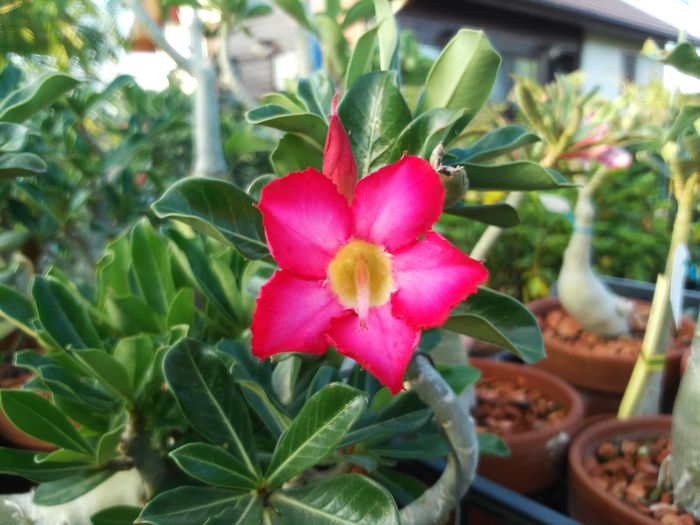  - Adenium - Star Princess