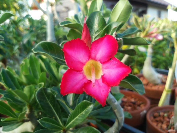  - Adenium - Star Princess