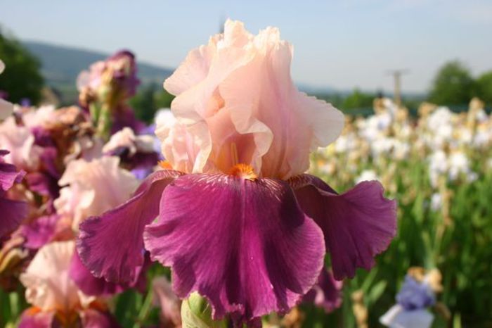 50. Color Splash - Toti IRISII mei