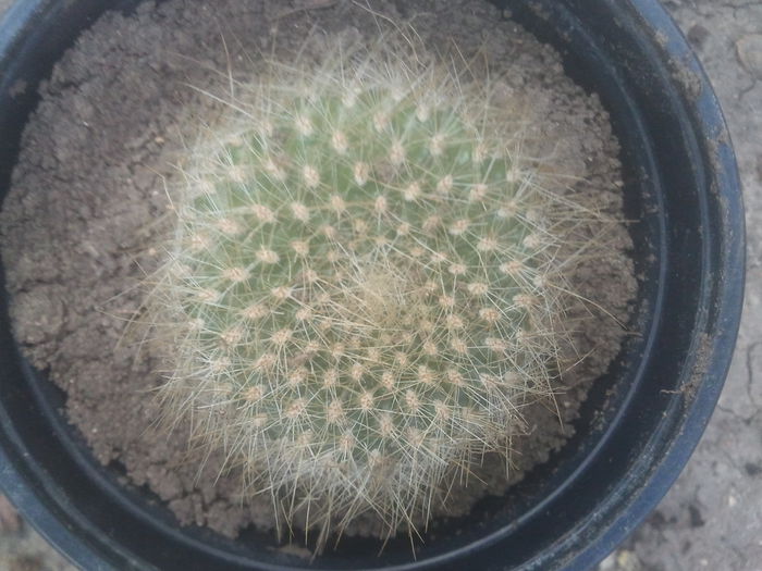 2014-07-13 15.37.14 - cactusi