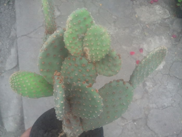 2014-07-21 16.27.37 - cactusi