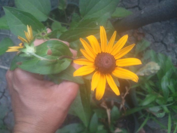 2014-07-31 20.20.18 - rudbeckia