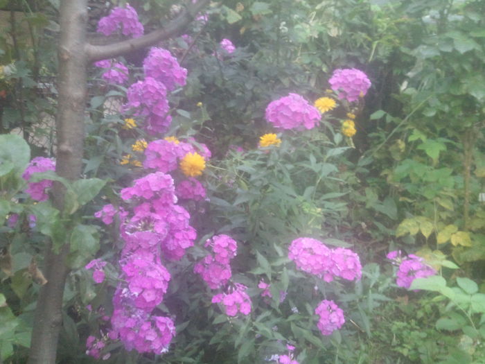 2014-07-31 20.25.13 - gradina mea de flori