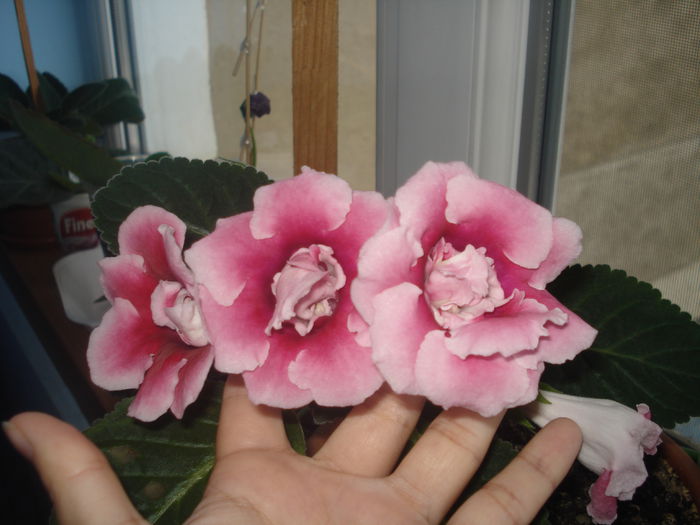 31.07.2014 - gloxenii 2014