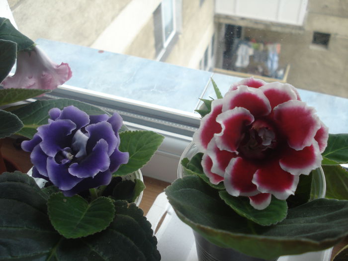 31.07.2014 - gloxenii 2014