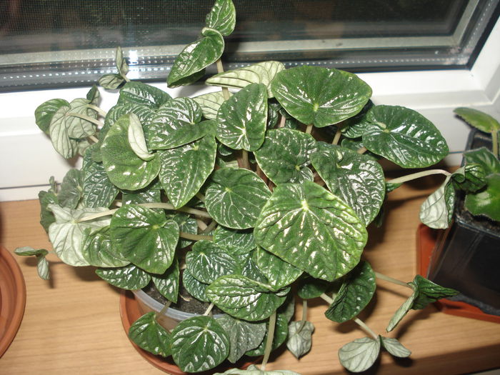 31.07.2014 - Episcia - flori de la Florentina Fontanini