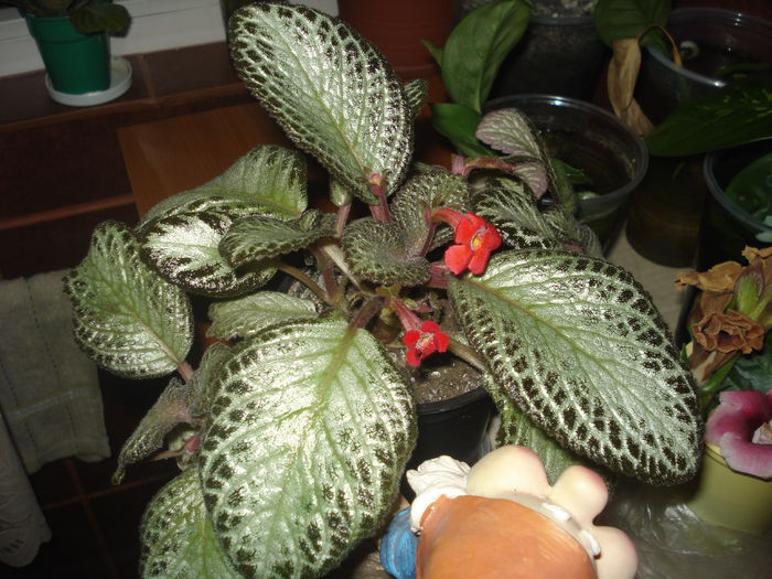 31.07.2014 - Episcia - flori de la Florentina Fontanini