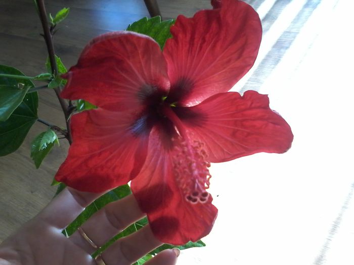 20140801_092135 - Hibiscus 2014-2015