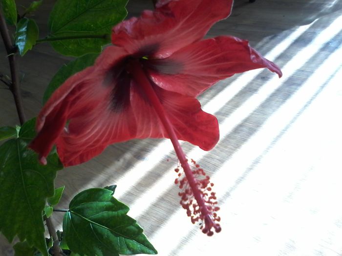 20140801_092110 - Hibiscus 2014-2015