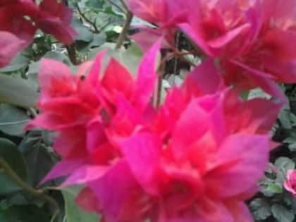 Fotografie2065 - Hibiscusi si Bougainvillea