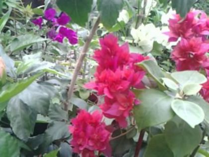 Fotografie2064 - Hibiscusi si Bougainvillea