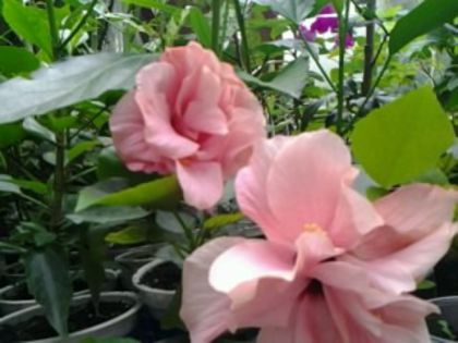 Fotografie2086 - Hibiscusi si Bougainvillea
