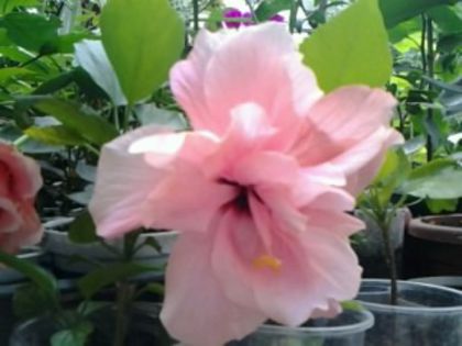 Fotografie2085 - Hibiscusi si Bougainvillea