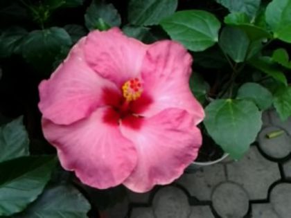 Boreas - Hibiscusi si Bougainvillea