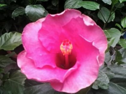 Fotografie2055mulţumesc Simona - Hibiscusi si Bougainvillea