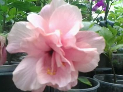 Fotografie2060 - Hibiscusi si Bougainvillea