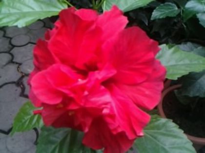Fotografie2053clasic grena - Hibiscusi si Bougainvillea