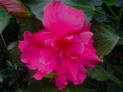 george davis - Hibiscusi si Bougainvillea