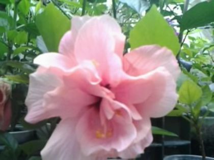 Fotografie2063 - Hibiscusi si Bougainvillea